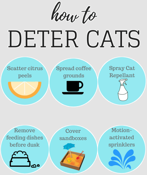 Ways to Deter cats