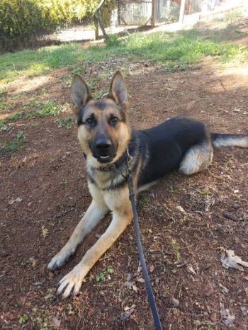 Picture of K9 Kash