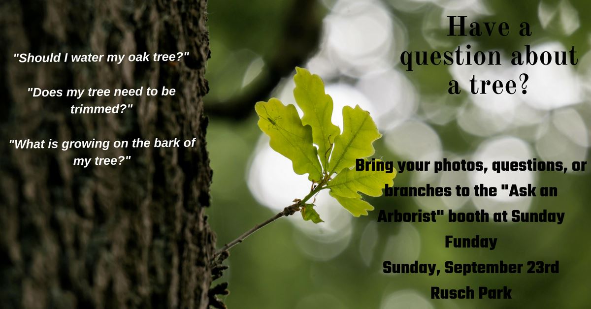 Ask an Arborist