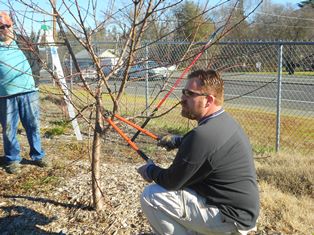 Community Garden Trimming Tree