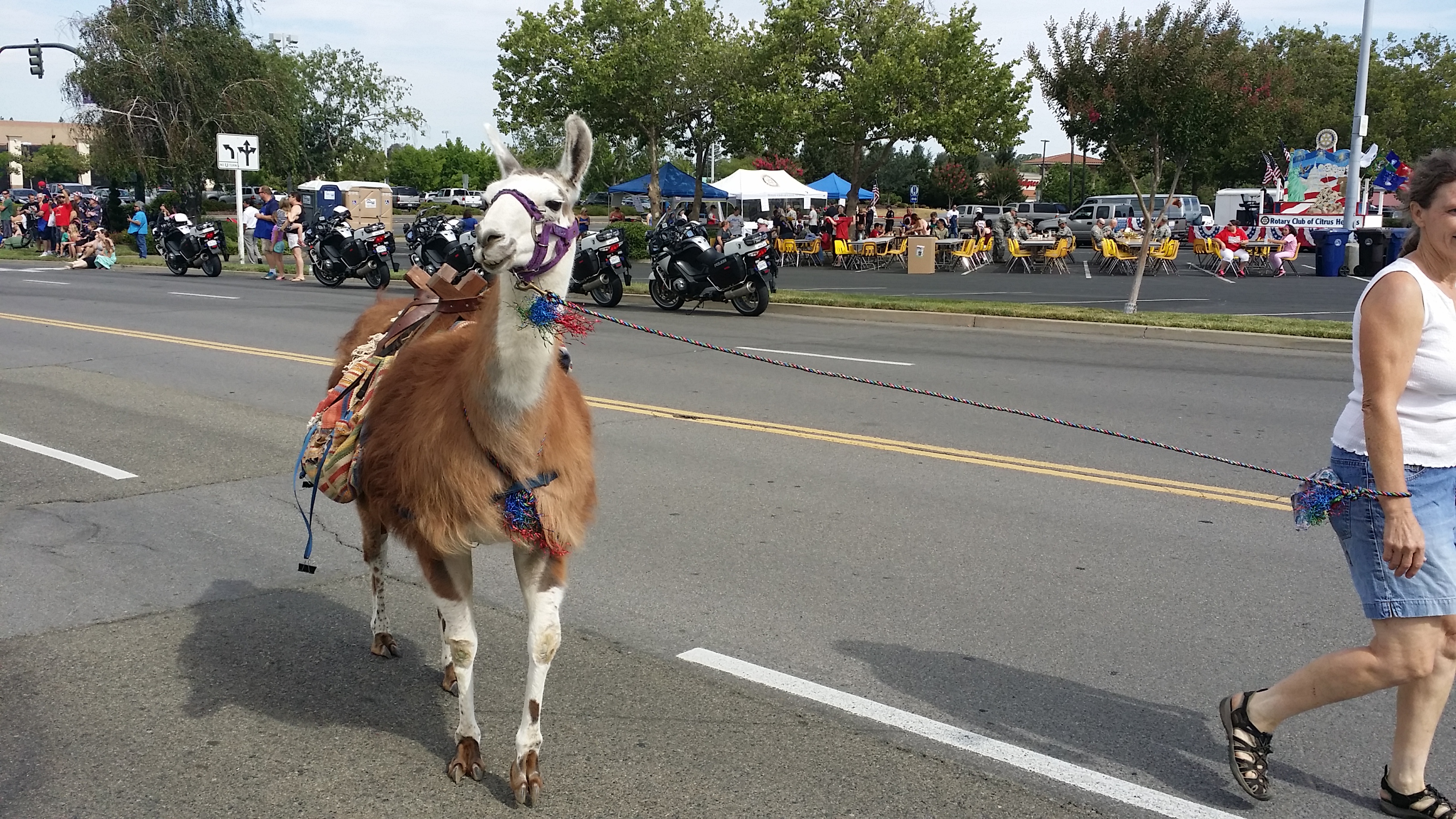 An alpaca on a leash