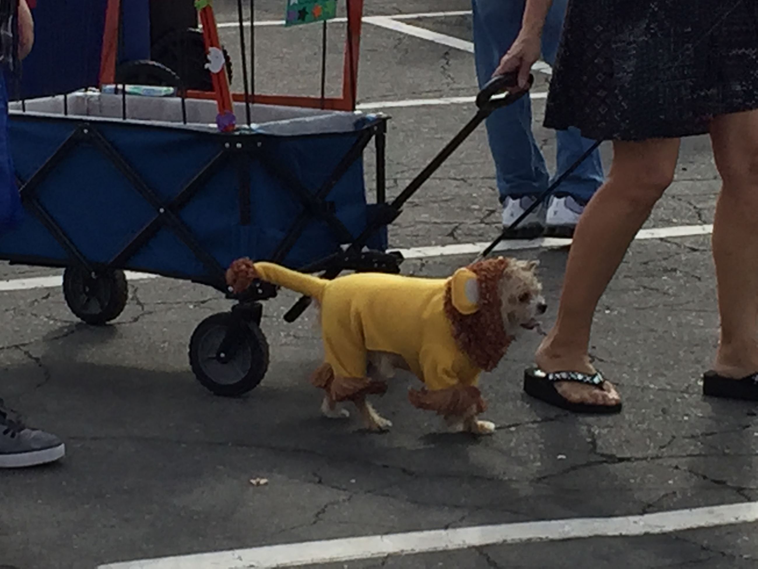A cute little circus lion